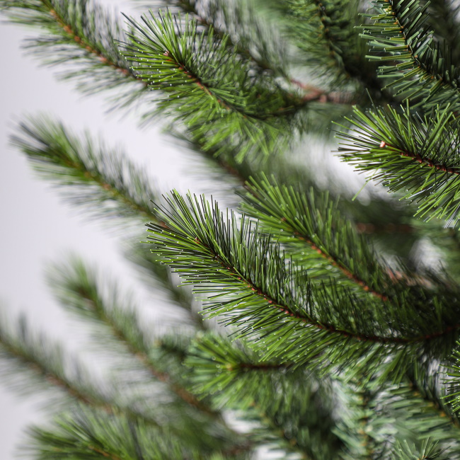 Novogodišnja jelka Cedar pine 240cm-3