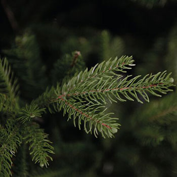 Novogodišnja jelka Grandis 300cm KFB 133-2