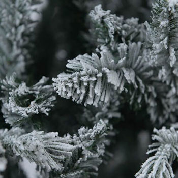 Novogodišnja jelka Snow Queen 180cm KFB 378-2